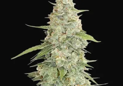 Meringue