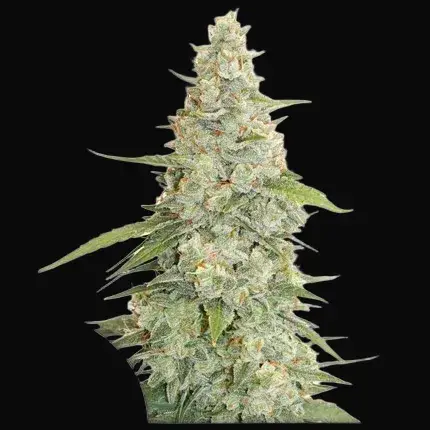 Meringue