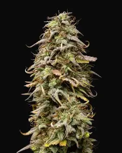 Mexican Rush Auto