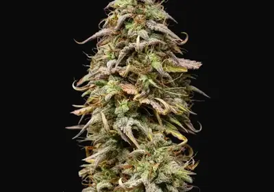 Mexican Rush Auto