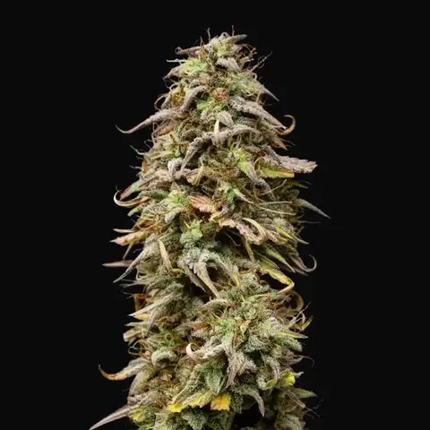 Mexican Rush Auto