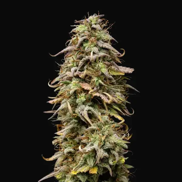 Mexican Rush Auto