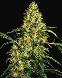 Mexican Sativa Feminized
