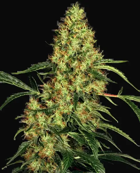 Mexican Sativa Feminized