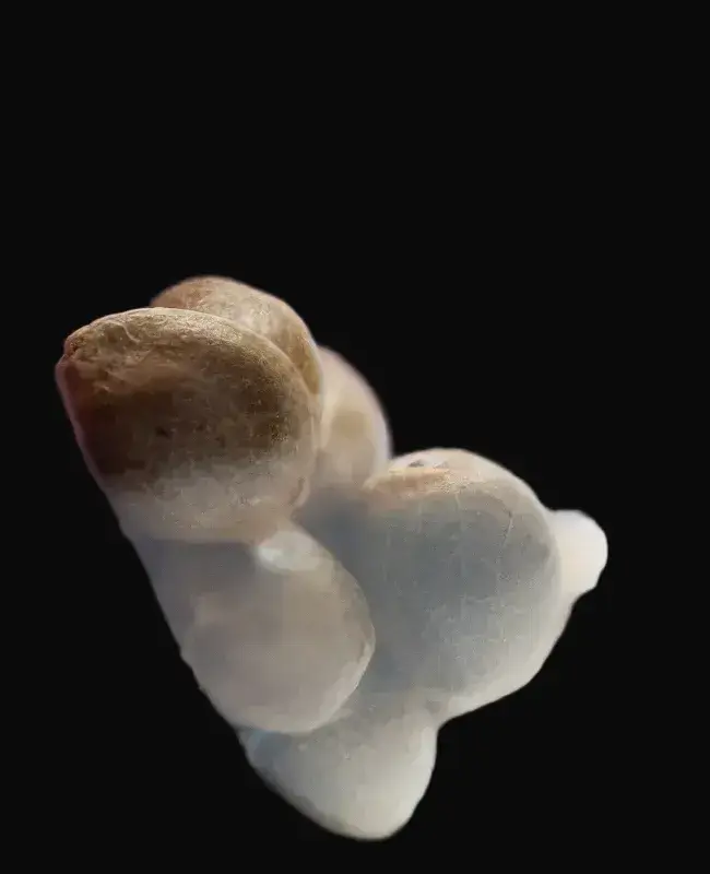 Mexican Sativa Feminized — zdjęcie 2