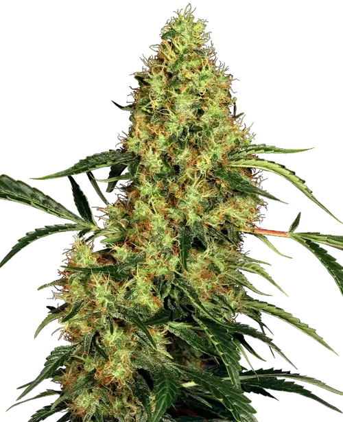 Mexican Sativa Feminized