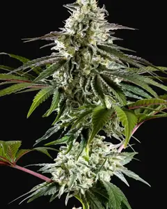Mexican Sativa