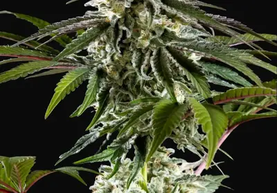 Mexican Sativa