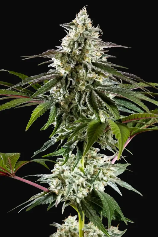 Mexican Sativa