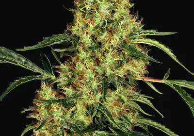 Mexican Sativa