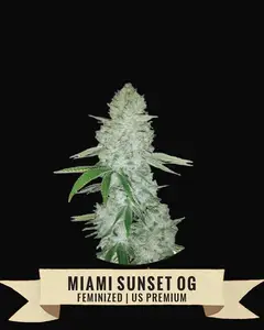 Miami Sunset OG