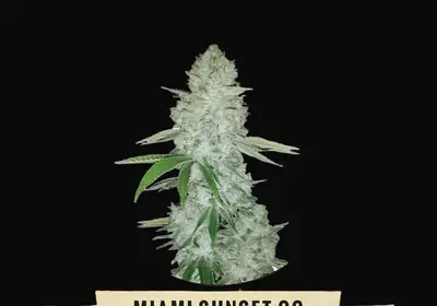 Miami Sunset OG