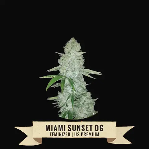 Miami Sunset OG