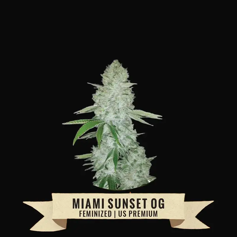 Miami Sunset OG