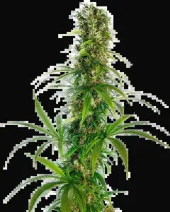 Michka Feminized