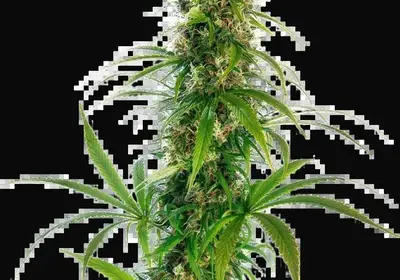Michka Feminized