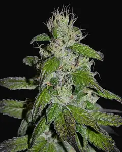 Midnight Kush