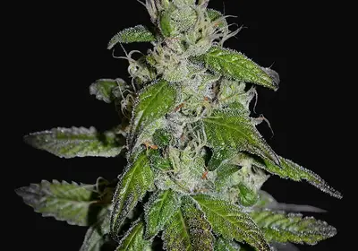 Midnight Kush