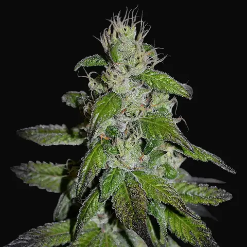 Midnight Kush
