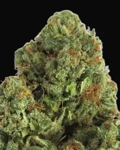 Midnight Mass