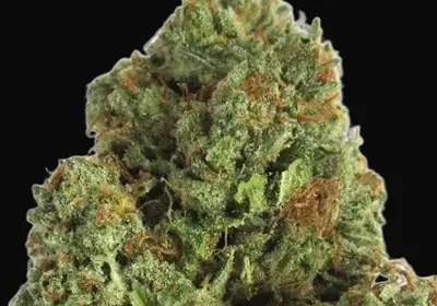 Midnight Mass
