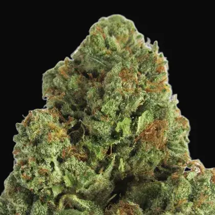 Midnight Mass