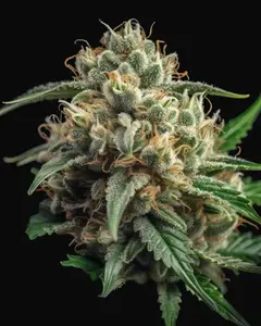 Mighty Mango Bud