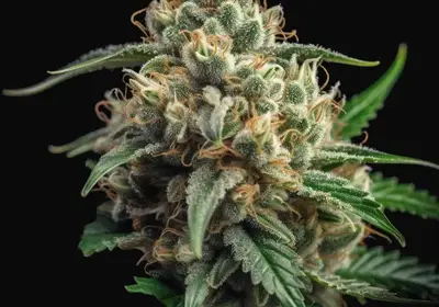 Mighty Mango Bud