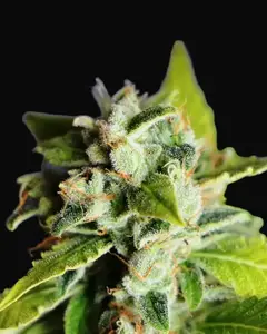 Mikromachine Auto