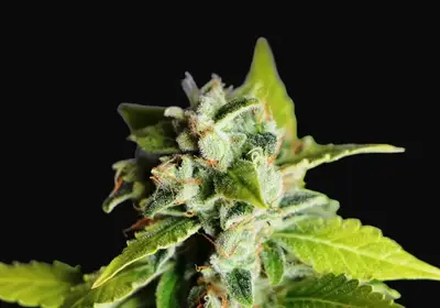 Mikromachine Auto