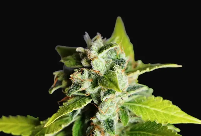 Mikromachine Auto
