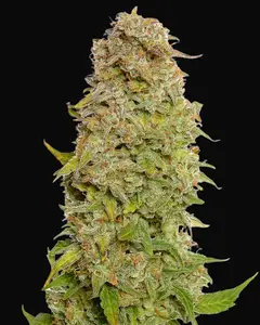 Milkshake Kush Auto
