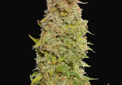 Milkshake Kush Auto