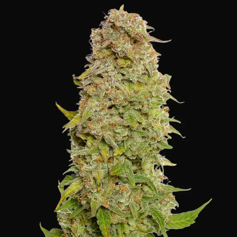 Milkshake Kush Auto