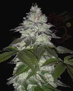 Milky Dreams