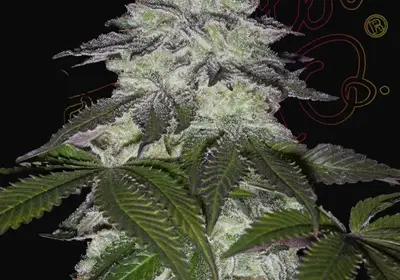Milky Dreams