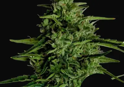 Milky Way F1