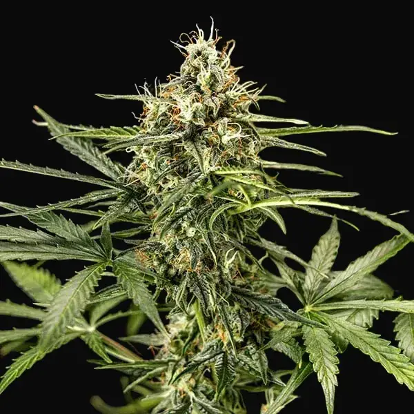 Milky Way F1 — zdjęcie 6