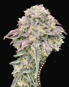 Mimosa