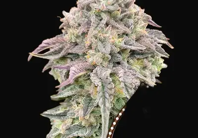 Mimosa