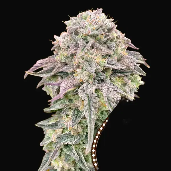 Mimosa