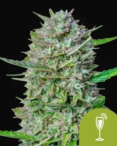 Mimosa Auto