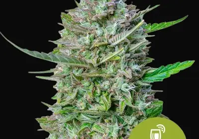 Mimosa Auto