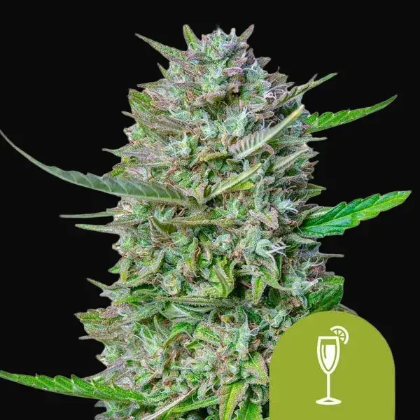 Mimosa Auto