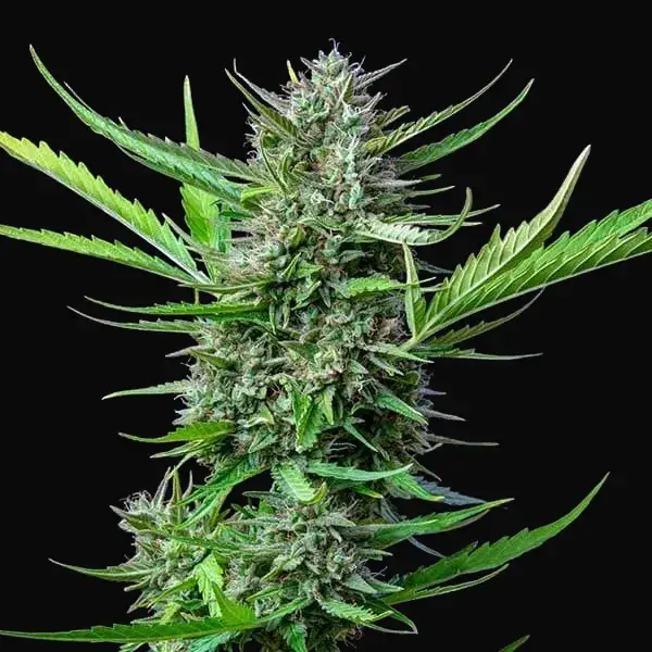 Mimosa Auto — zdjęcie 5