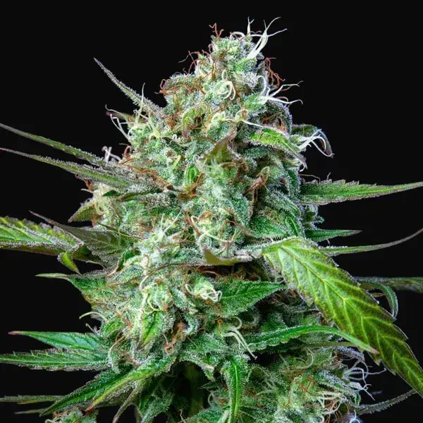 Mimosa Auto — zdjęcie 7
