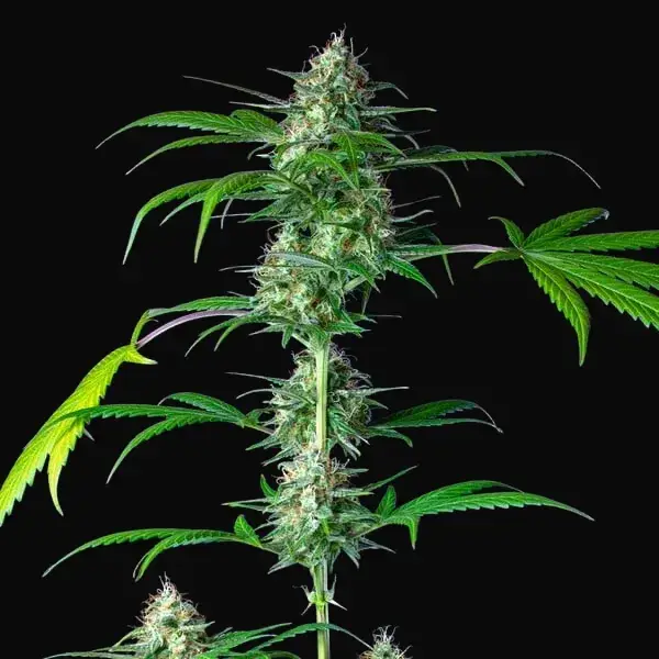Mimosa Auto — zdjęcie 6