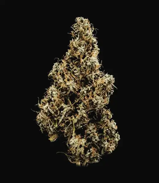 Mimosa Auto — zdjęcie 3