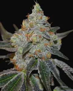 Mimosa Auto