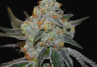 Mimosa Auto